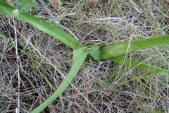 Colchicum longipes