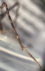 Tachycines asynamorus