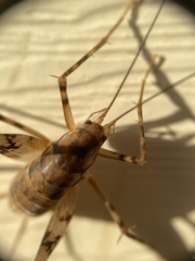 Tachycines asynamorus