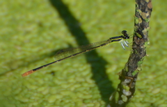Agriocnemis exsudans