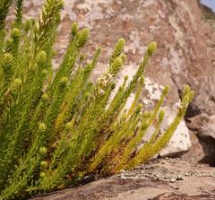 Hebenstretia robusta