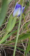 Aristea pusilla