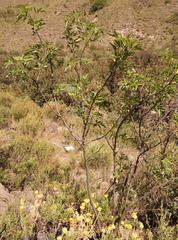 Heteromorpha arborescens abyssinica
