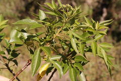 Heteromorpha arborescens abyssinica