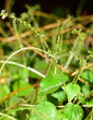 Peperomia hispiduliformis
