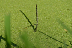 Agriocnemis exsudans
