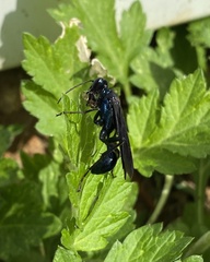 Chalybion californicum