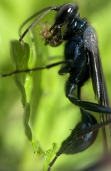 Chalybion californicum