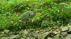 Ardea herodias
