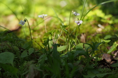 Viola