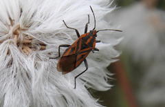 Spilostethus rivularis