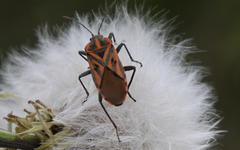 Spilostethus rivularis