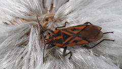 Spilostethus rivularis