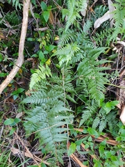 Parapolystichum acuminatum
