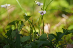 Viola