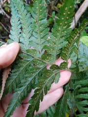 Parapolystichum acuminatum