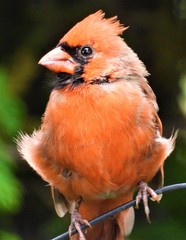 Cardinalis cardinalis