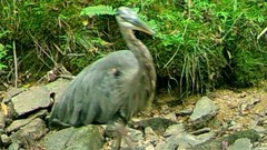 Ardea herodias