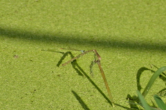 Agriocnemis exsudans