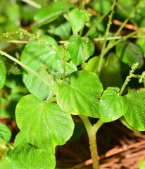 Peperomia hispiduliformis