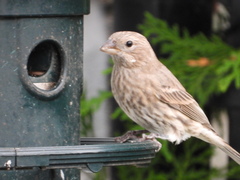 Haemorhous mexicanus