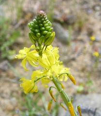 Bulbine abyssinica