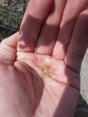 Muhlenbergia montana