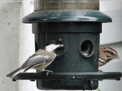 Poecile atricapillus