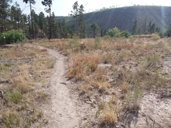 Muhlenbergia montana