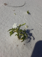 Cnidoscolus stimulosus image