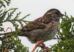 Zonotrichia albicollis