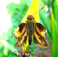 Hesperiinae