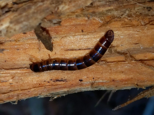 Contracted Darkling Beetle photo 2