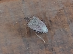 Halyomorpha halys