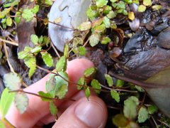Gonocarpus aggregatus