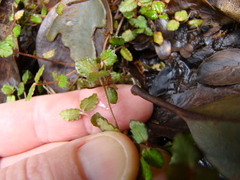 Gonocarpus aggregatus