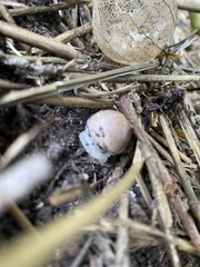 Agaricus subrufescens