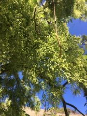 Plagianthus regius regius