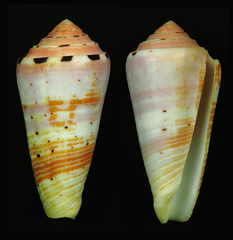 Conus aurisiacus
