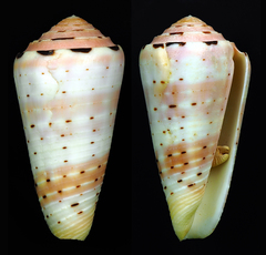 Conus aurisiacus