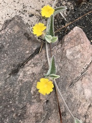 Daustinia montana