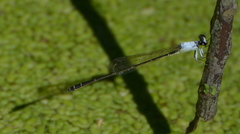 Agriocnemis exsudans