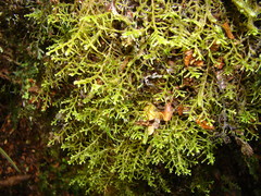 Lepicolea