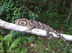 Anolis petersii