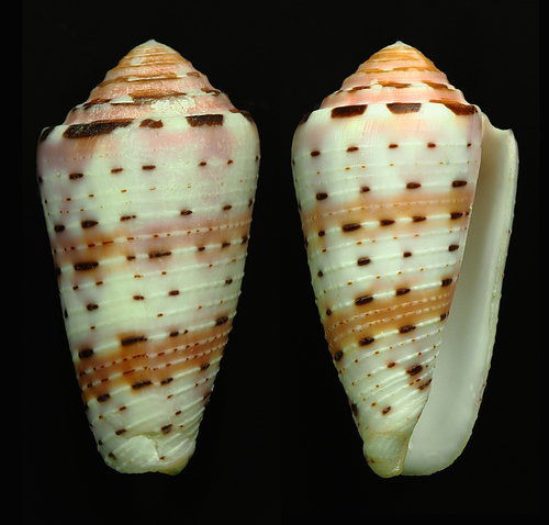 Conus aurisiacus observed 2016-06-21