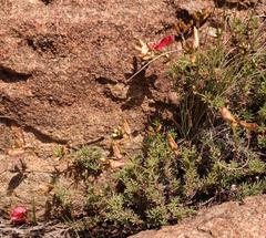 Indigofera hedyantha