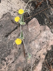 Daustinia montana