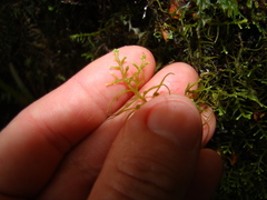 Lepicolea