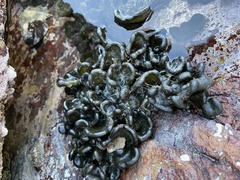 Codium lucasii