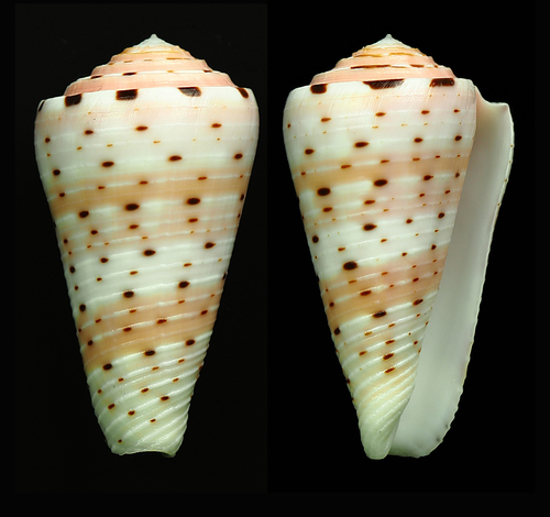 Conus aurisiacus observed 2017-02-17